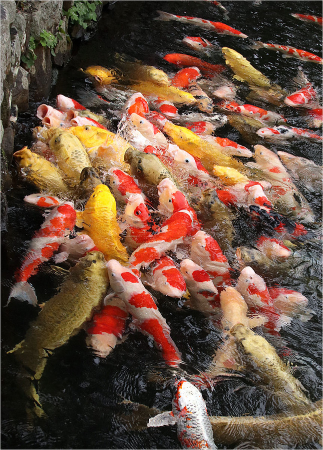 Feeding Frenzy - Brian Moyse